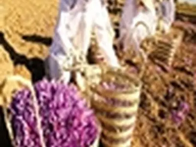 گیلان ۳۵۰خانوار زعفران کار دارد