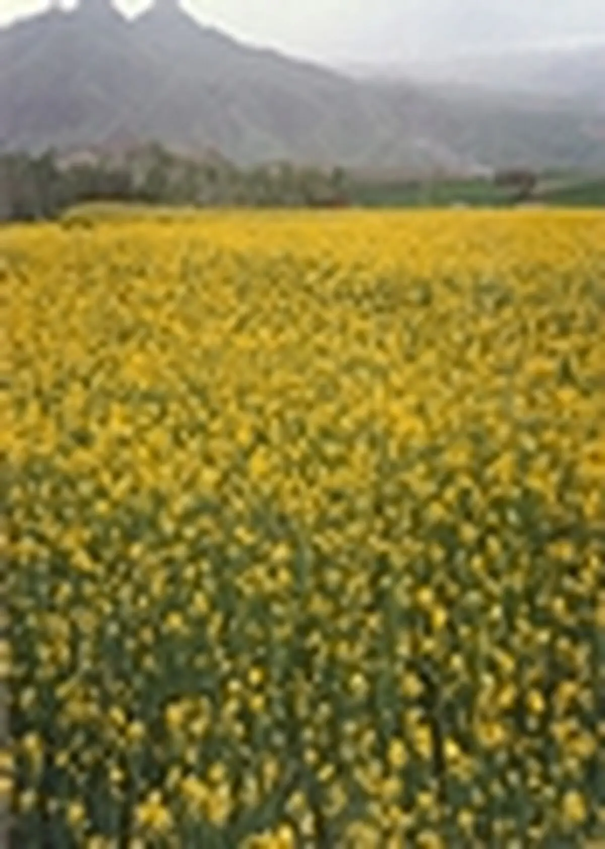 کشت کلزا در بیش از یک هزار هکتار از زمین های کشاورزی میاندرود