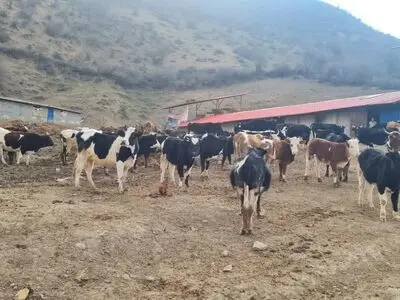 ۳۸ هزار رأس دام در مازندران بیمه شد