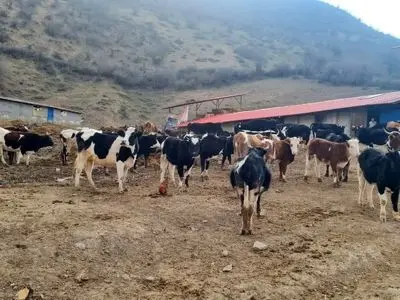 ۳۸ هزار رأس دام در مازندران بیمه شد