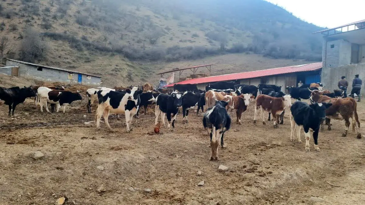 ۳۸ هزار رأس دام در مازندران بیمه شد