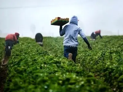 حق بیمه سهم کشاورز در قانون بودجه ۱۴۰۵ درج شد