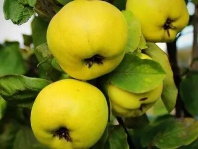 پیش‌بینی برداشت ۹۳۲ تن میوه "به" از باغات آذربایجان غربی