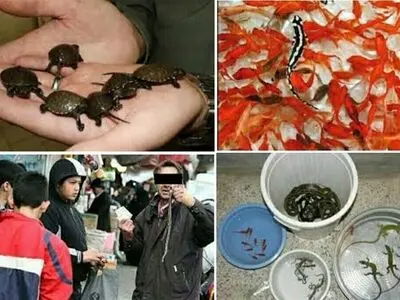 با خرید و فروش گونه‌های جانوری حیات‌وحش به شدت برخورد می‌شود 