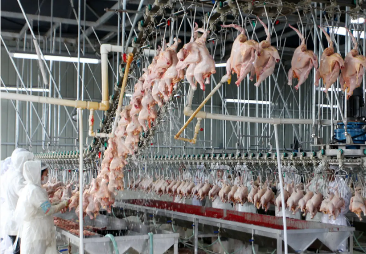 تولید بیش از ۷۰ هزار تُن گوشت در گیلان از ابتدای امسال