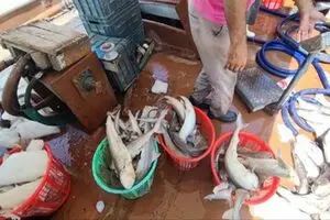 احیای ماهیان خزری و رودخانه‌های مهاجرتی دریای کاسپین