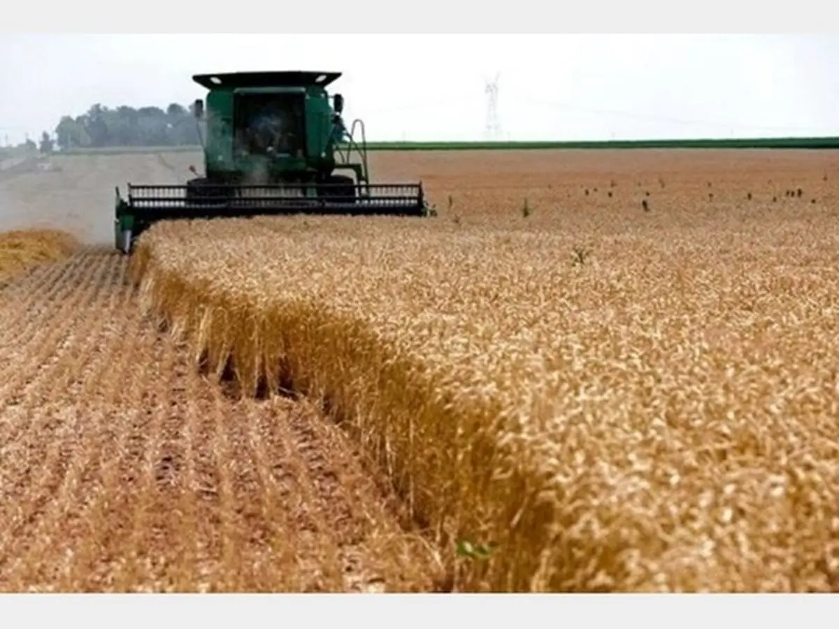 Iran may need to import wheat as drought cuts harvest