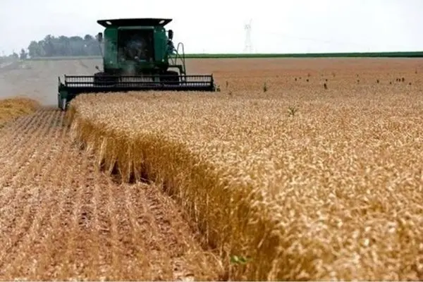 Iran may need to import wheat as drought cuts harvest