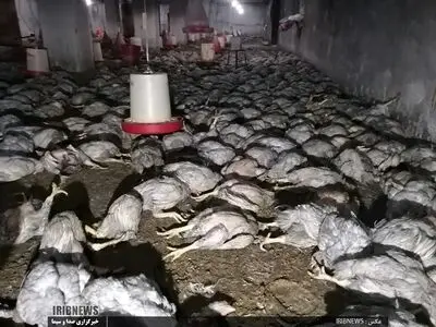 تلف شدن ۷ هزار قطعه مرغ در حادثه آتش‌سوزی/ علت حادثه نقص در سیستم گرمایشی
