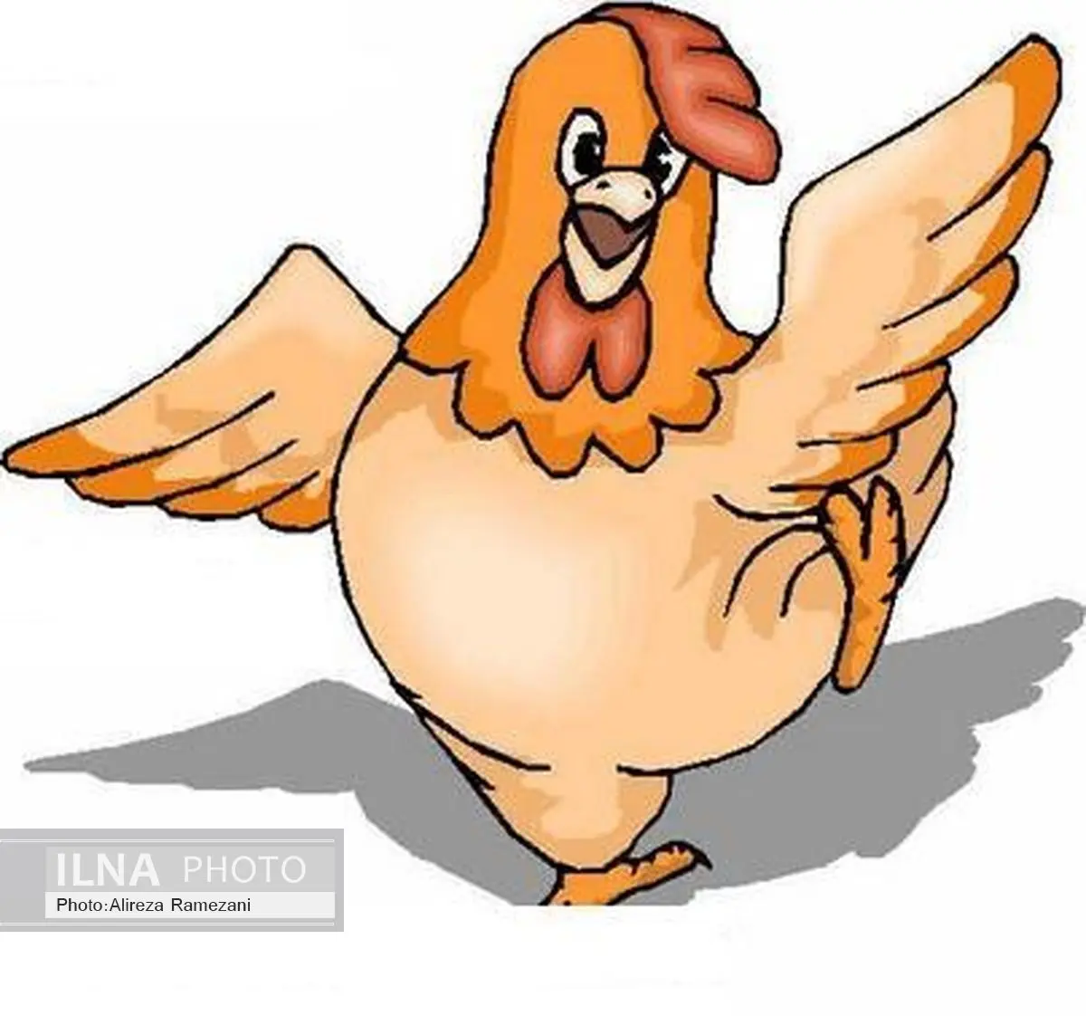 قیمت مرغ کاهش یافت