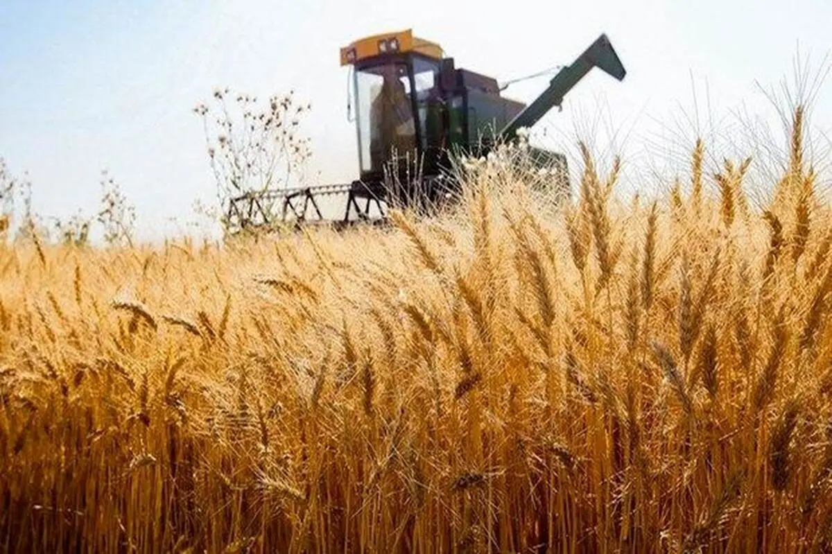 اختصاص ۲۵۰ همت برای خرید تضمینی گندم از کشاورزان
