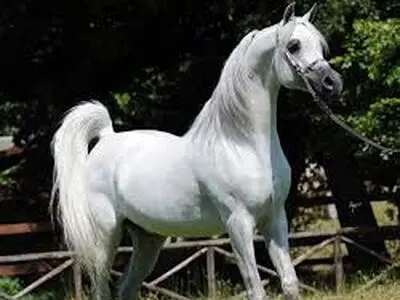 برگزاری جشنواره‌  اسب اصیل کُرد در بنای باستانی آناهیتا