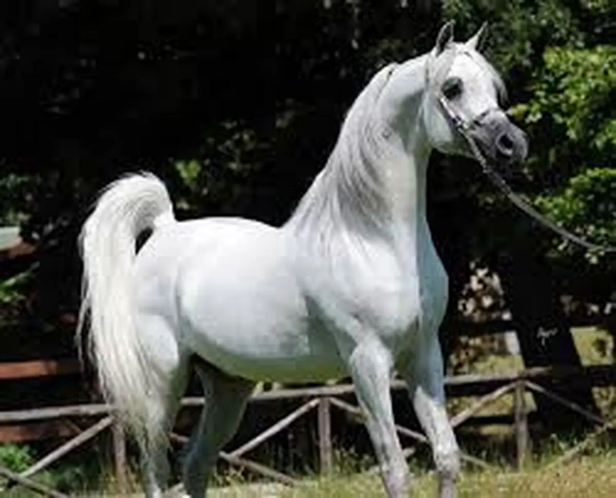برگزاری جشنواره‌  اسب اصیل کُرد در بنای باستانی آناهیتا