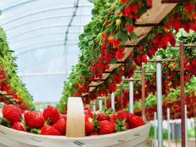 نبود صنایع تبدیلی مشکل اصلی توت فرنگی کاران گلستانی است