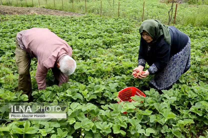  برداشت توت فرنگی در روستای سی دشت رودبار 