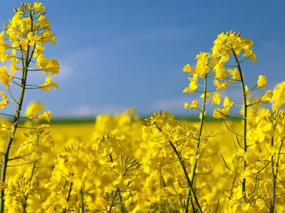 خرید بیش از ۷۰۰۰ تن دانه روغنی کلزا از کشاورزان آذربایجان غربی