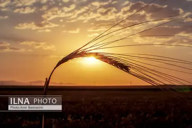 گندم دیم؛ ظرفیت راهبردی ایران برای عبور از بحران کم‌آبی