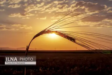 گندم دیم؛ ظرفیت راهبردی ایران برای عبور از بحران کم‌آبی