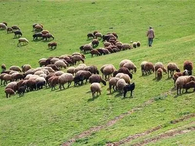مهلت تعیین جایگزین مرتع داران فوت شده در گیلان