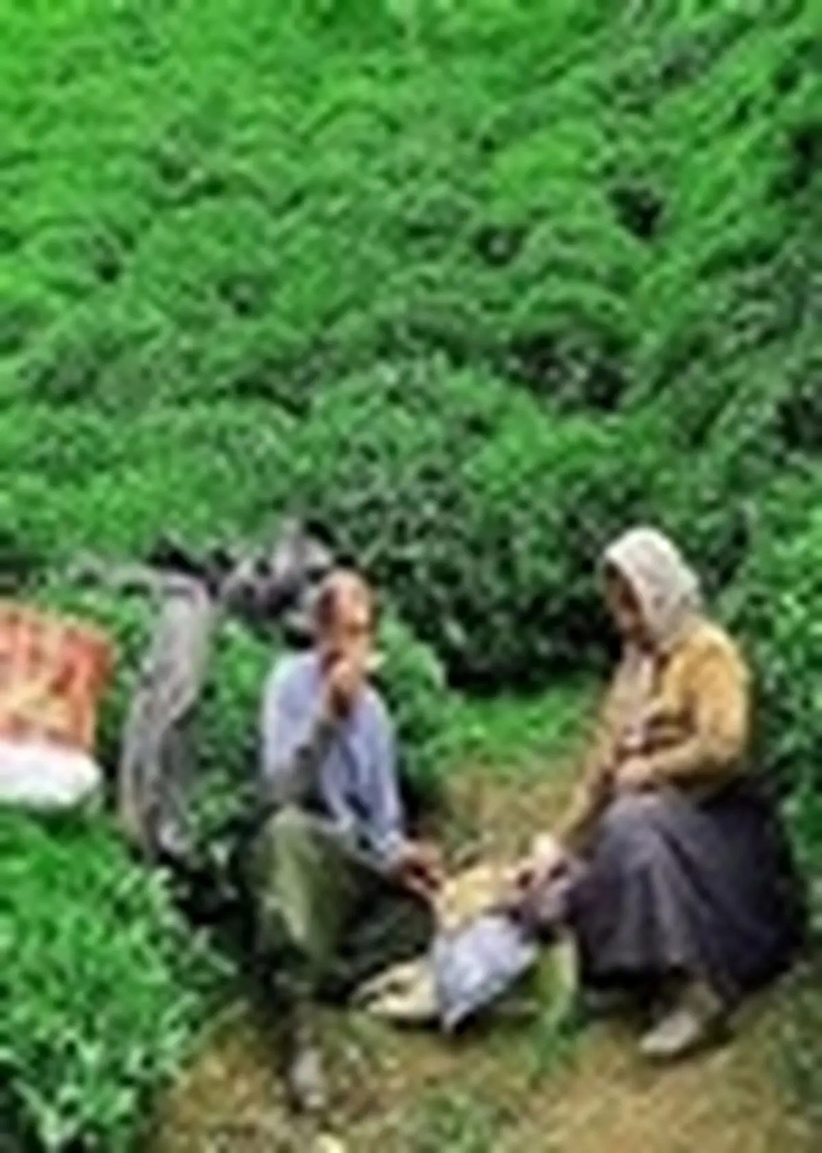 عدم پرداخت به موقع مطالبات چایکاران به خدمات دولت ضربه می زند