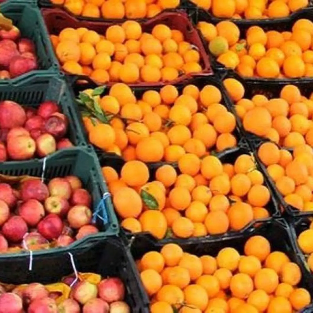 کمیته‌های استانی پرتقال و سیب را تا 20 درصد زیر قیمت خرده‌فروشی‌ها عرضه می‌کنند