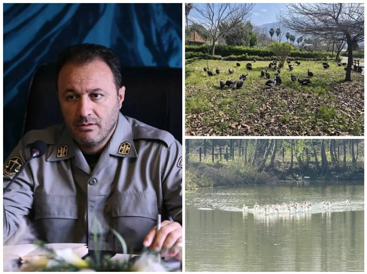 انتقال موقت پرندگان باغ پرندگان لویزان به مازندران برای حفاظت در شرایط جنگی  