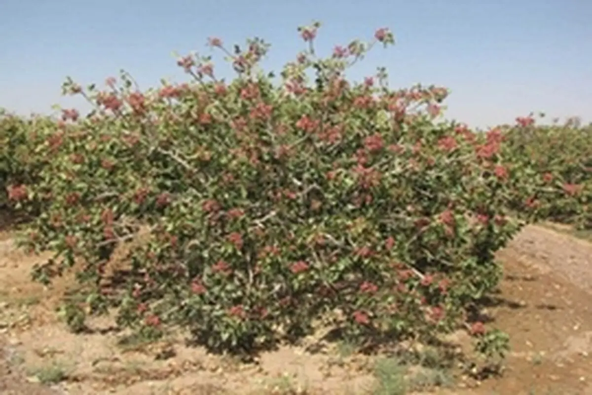 کاشت ۲ میلیون نهال پسته و انگور در حاشیه سدهای گیلانغرب