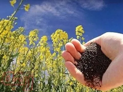 پیش بینی برداشت ۷۰ هزار تن کلزا امسال از مزارع گلستان