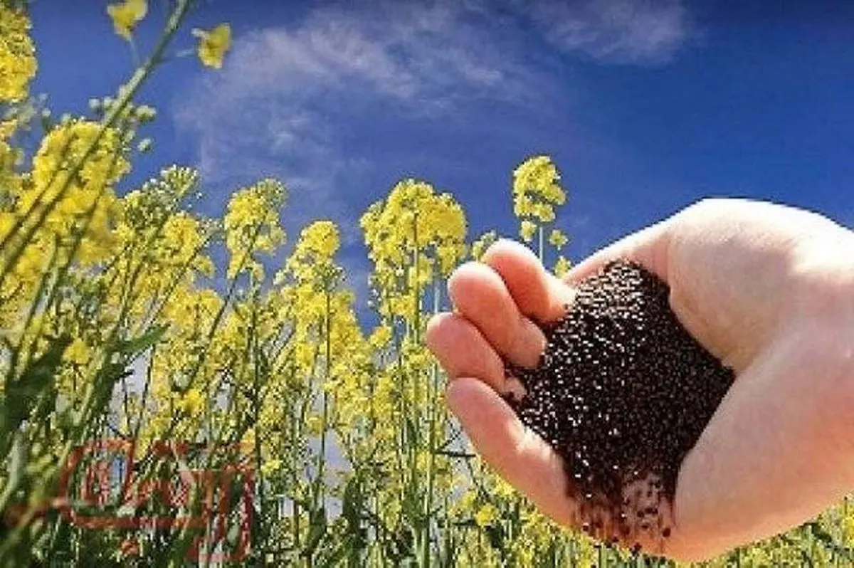 پیش بینی برداشت ۷۰ هزار تن کلزا امسال از مزارع گلستان