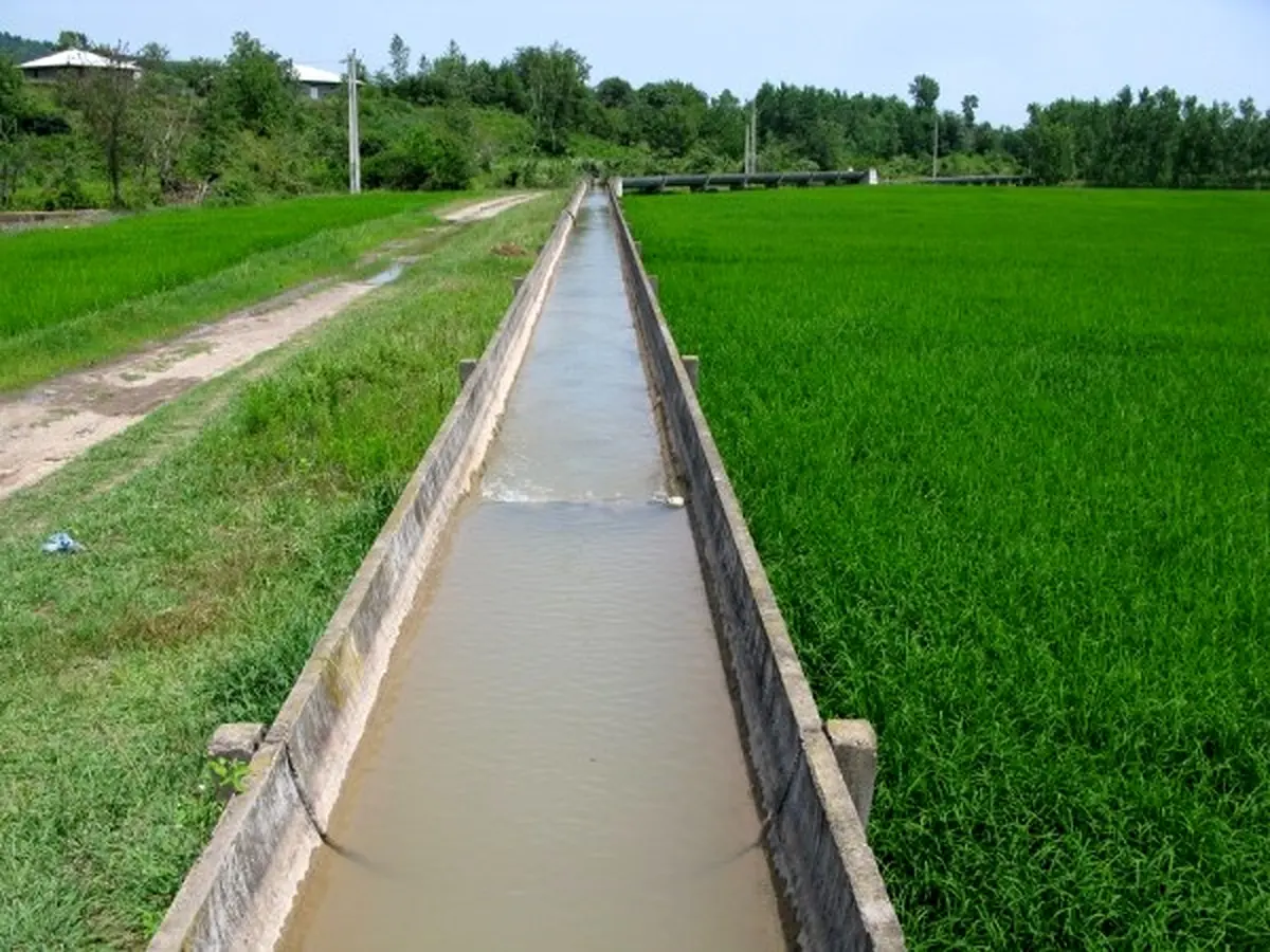 برنج‌کاران گیلانی موضوعات کمبود آب کشاورزی را به ادارات آبیاری اطلاع دهند