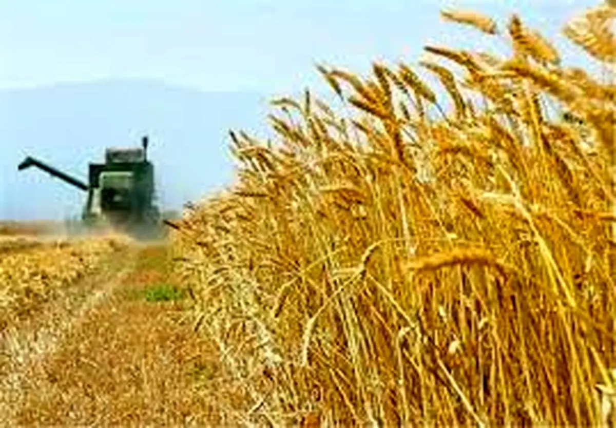 راه برای هرگونه قاچاق گندم در استان بسته می شود