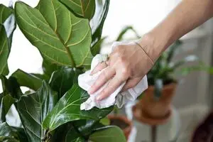 روش‌های اصولی تمیز کردن برگ گیاهان خانگی
