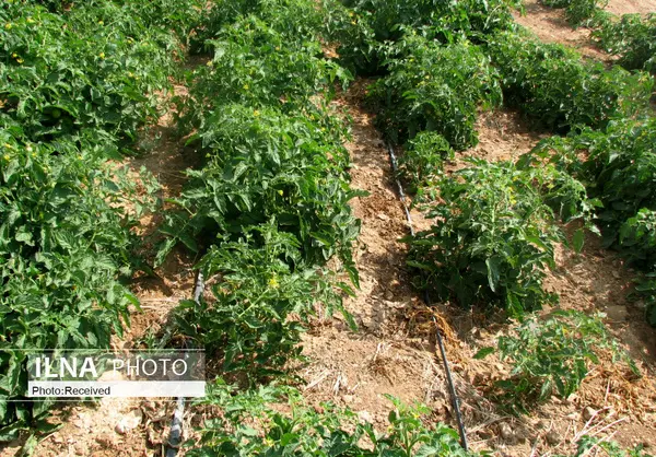 کشت محصولات سبزی و صیفی در هشت هزار هکتار از مزارع  قزوین