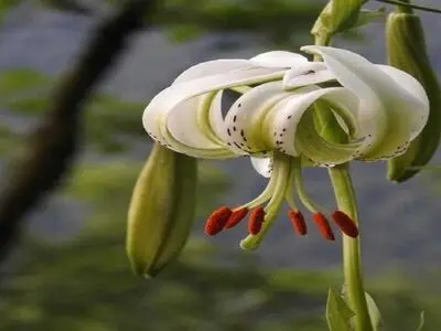 ثبت و شناسایی رویشگاه جدید سوسن چلچراغ در گیلان