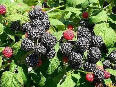 برآورد ۱۰ میلیارد تومانی باغداران مازندرانی از فروش تمشک