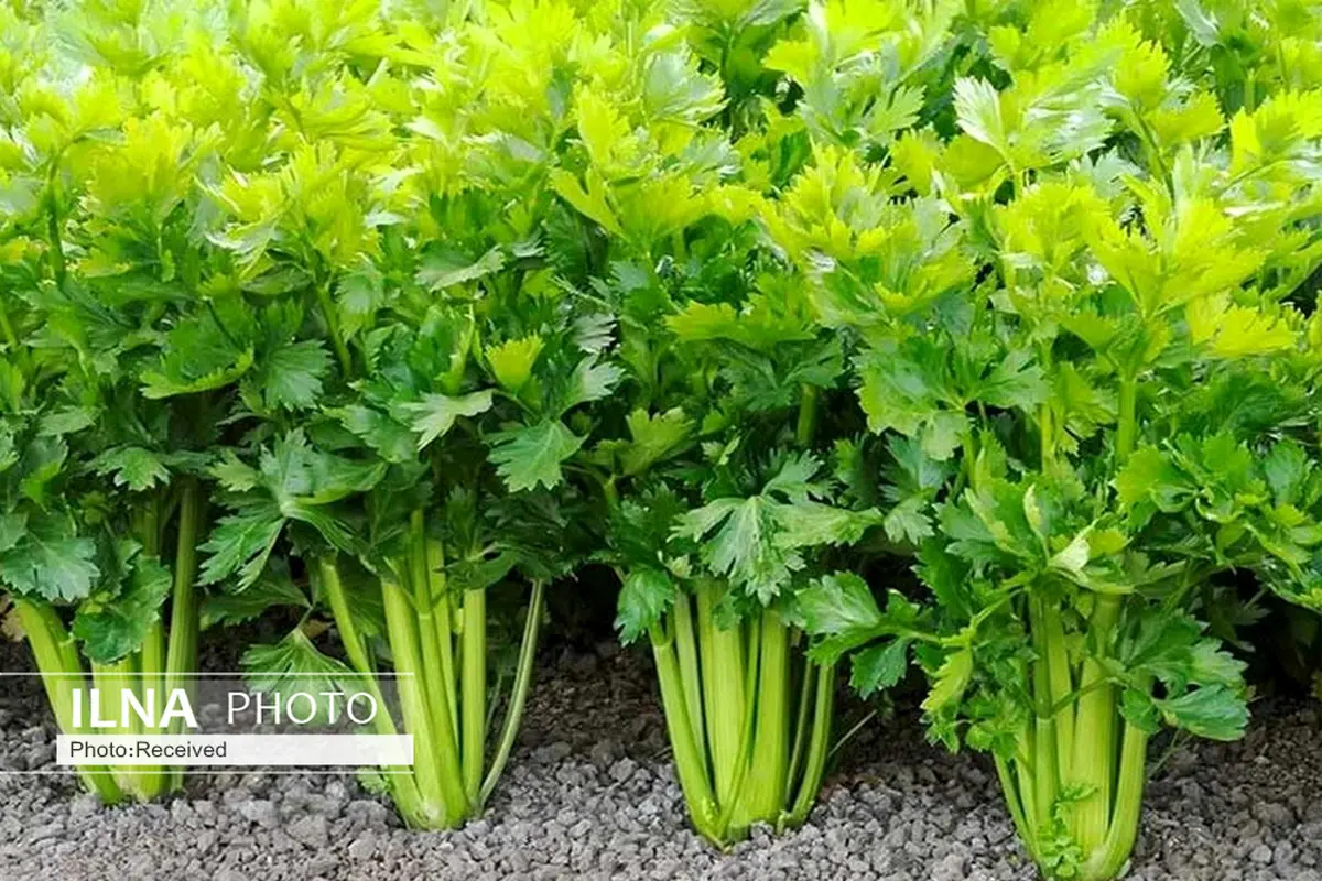 ۱۰ هزار تن سبزیجات از مزارع قزوین برداشت می‌شود