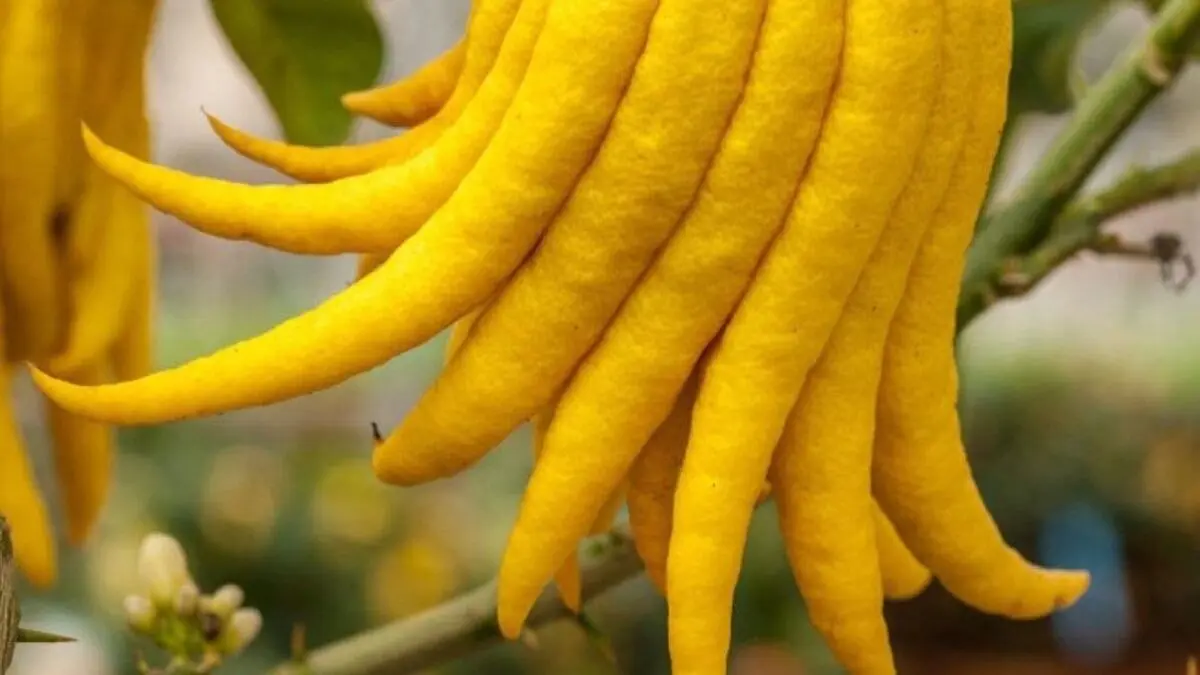 میوه عجیب دست بودا + خواص آن 