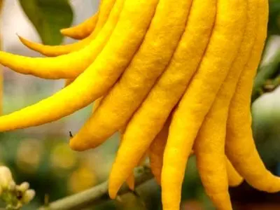 میوه عجیب دست بودا + خواص آن 
