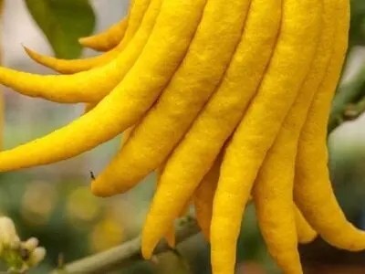 میوه عجیب دست بودا + خواص آن 