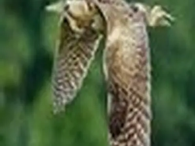 شکار پرندگان با دام هوایی بی‌رحمانه است