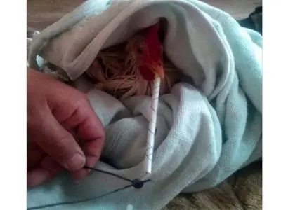 ماجرای مرغ تریاکی چیست؟/ واکنش مرغداران گوشتی به یک ادعا