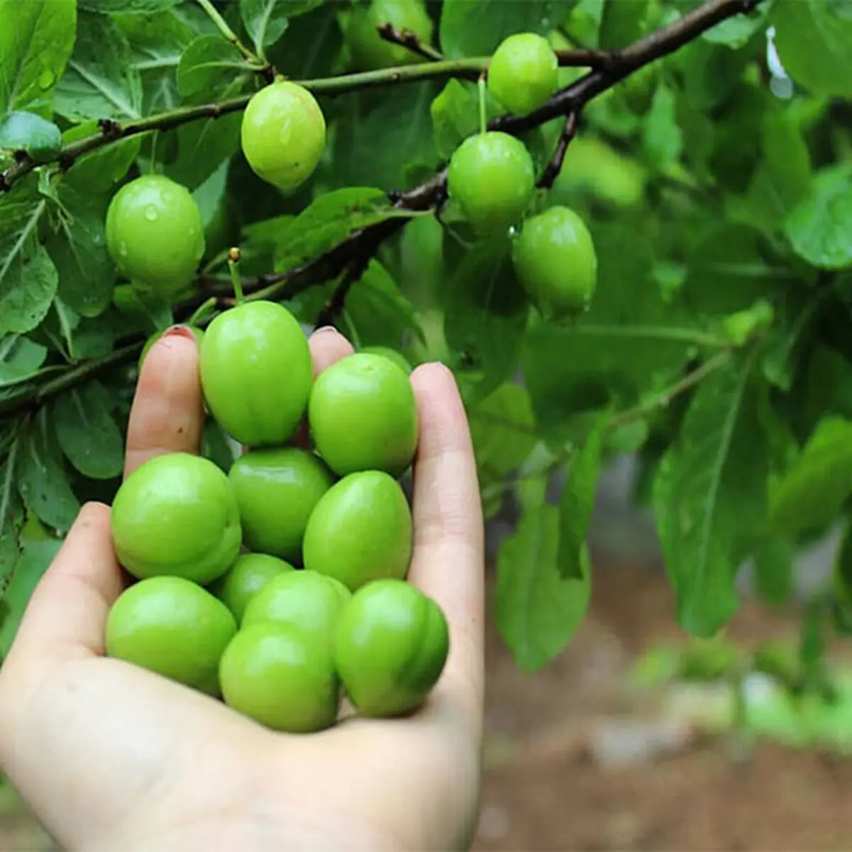 آغاز برداشت نوبرانه گوجه سبز در گیلان