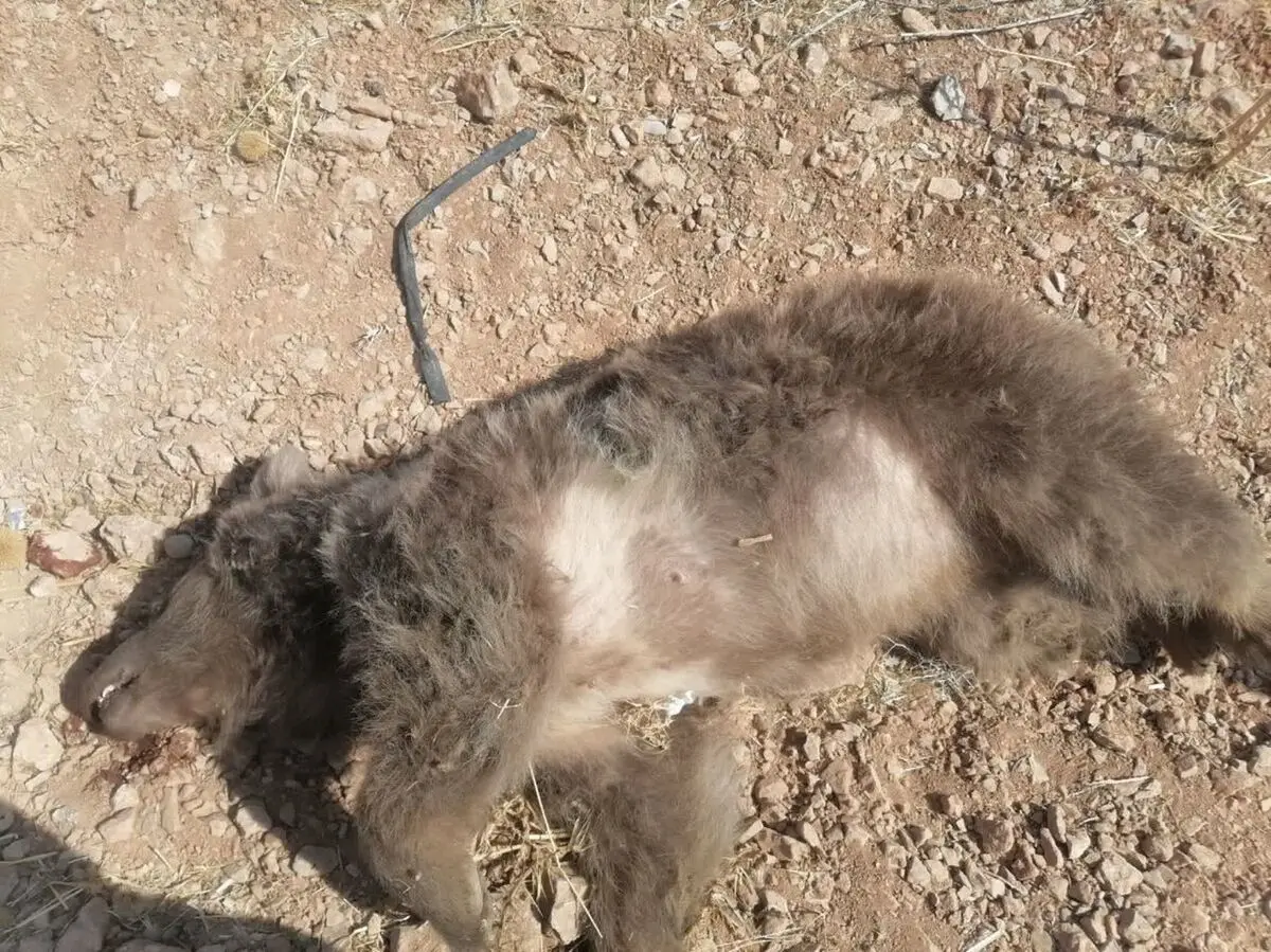 بزرگراه شیراز ـ اصفهان جان خرس ماده دیگری را گرفت
