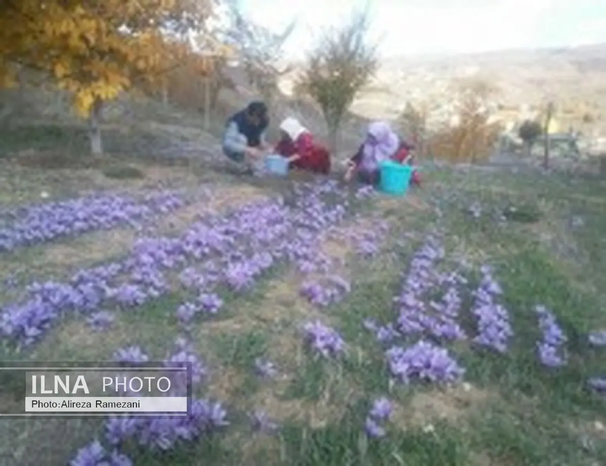 آغاز کاشت زعفران در ۳۲ روستای سیاهکل