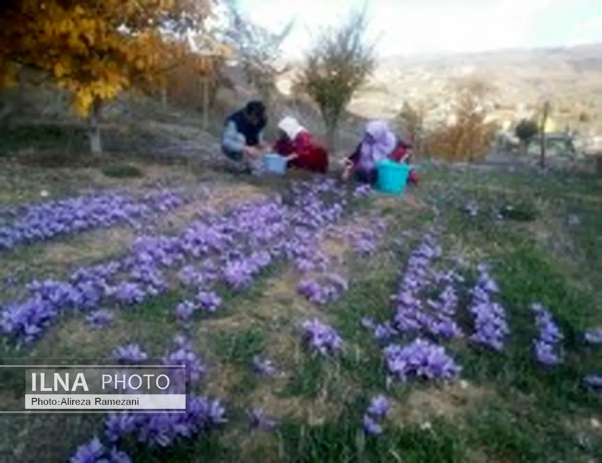 آغاز کاشت زعفران در ۳۲ روستای سیاهکل