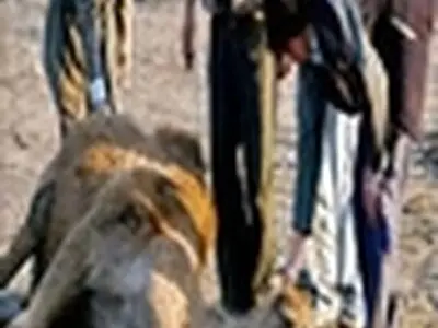 تحویل احشام نذری از اول محرم مصادف با ۴ آبان