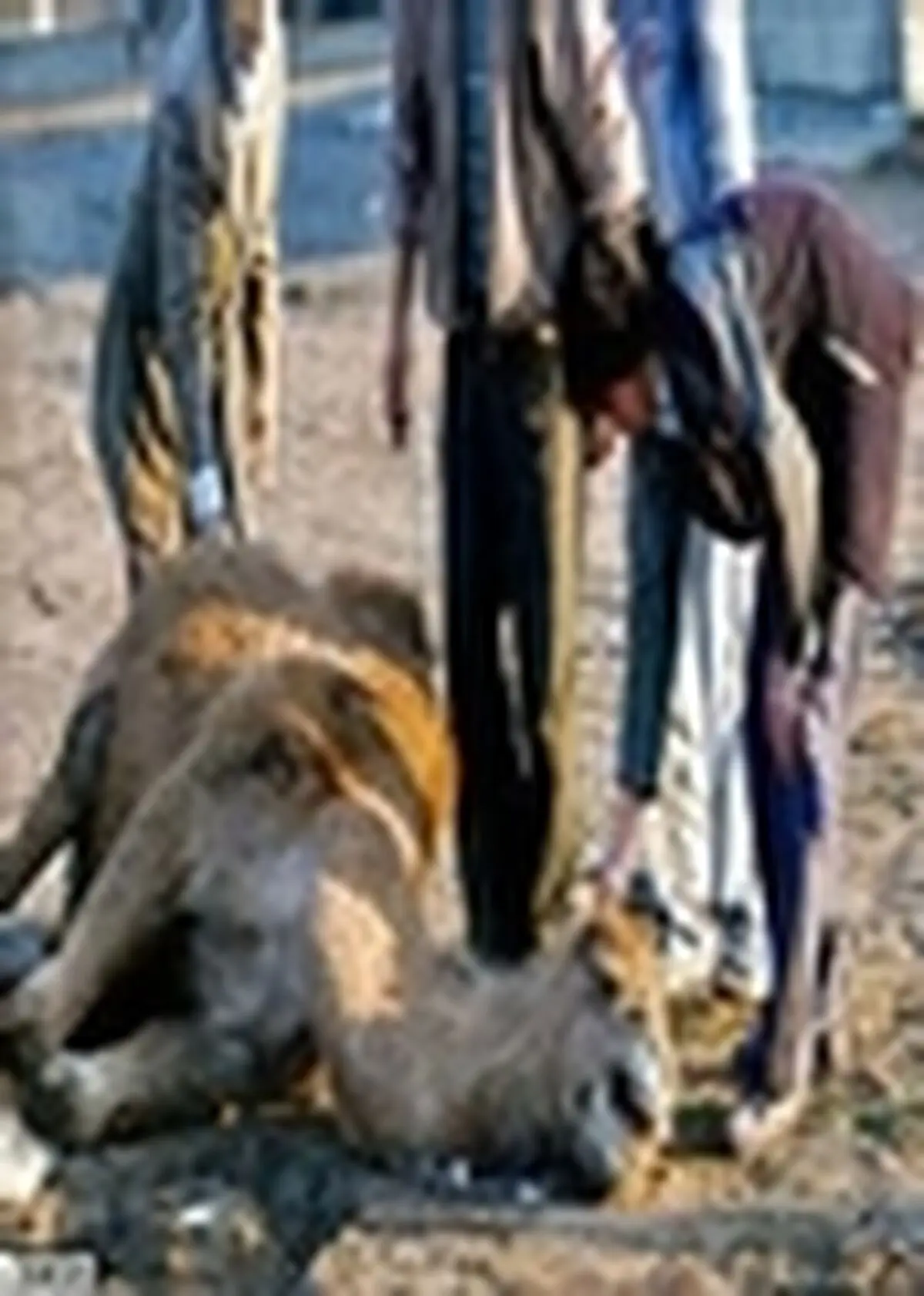 تحویل احشام نذری از اول محرم مصادف با ۴ آبان