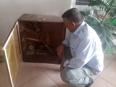 کشف ۶ بهله پرنده شکاری از متخلفان در استان تهران