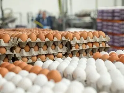 ۵۰۰ تومان قیمت منطقی هر دانه تخم مرغ/ دولت هیچ اقدامی برای حل مشکل مرغداران انجام نداده است