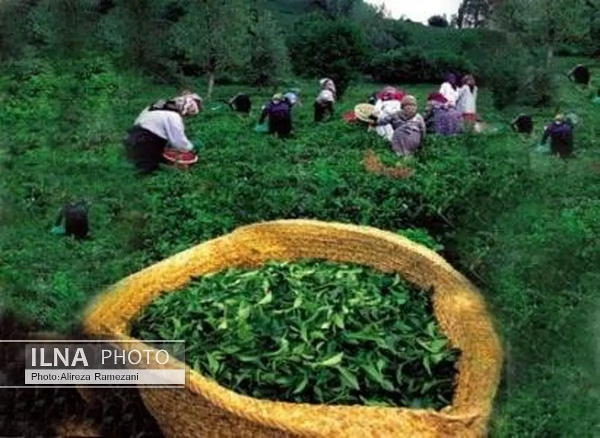 واردات در سال 89 تولید چای ایران را به کمتر از یک‌سوم کاهش داد